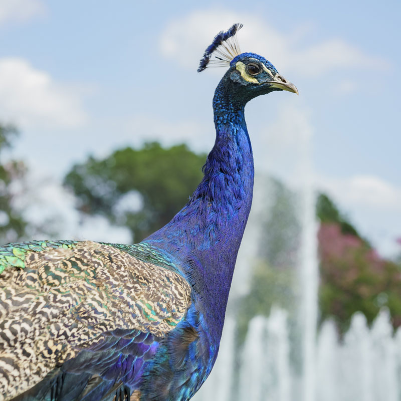 clickable image of a bird leading to the Arroyo Insurance Services Pasadena website